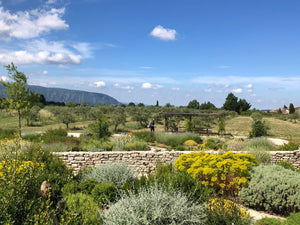 Le jardin de la ferme, les oliviers