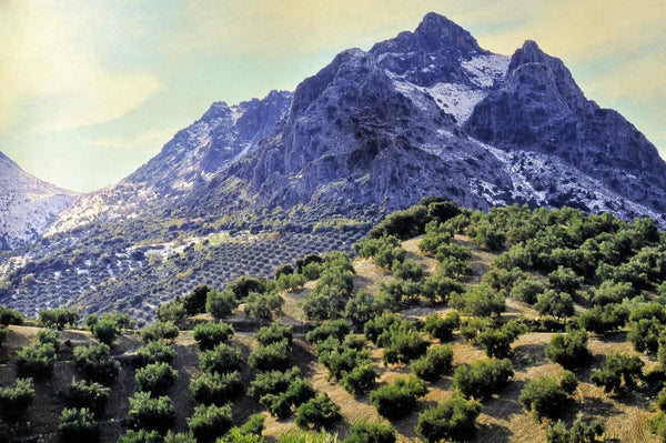 Oliveraie au coeur de las Sierras Subbeticas, parc naturel Cordoue